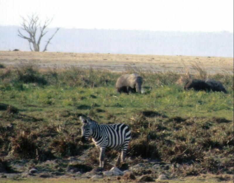 Dn-a0967-Plains Zebra and African Elephants-by Darren New.jpg
