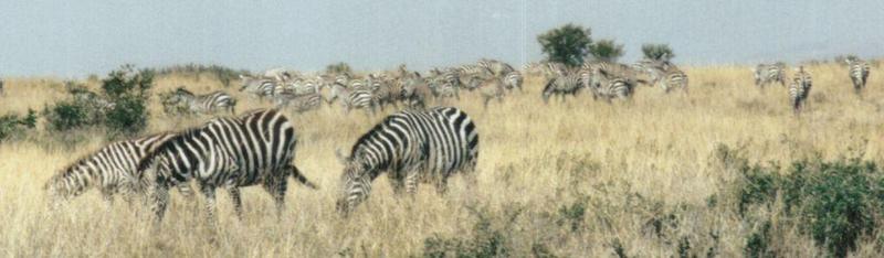Dn-a0968-Plains Zebras-by Darren New.jpg