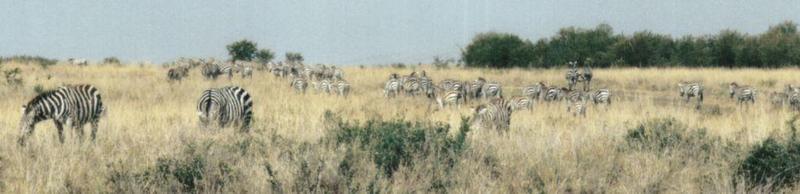 Dn-a0969-Plains Zebras-by Darren New.jpg