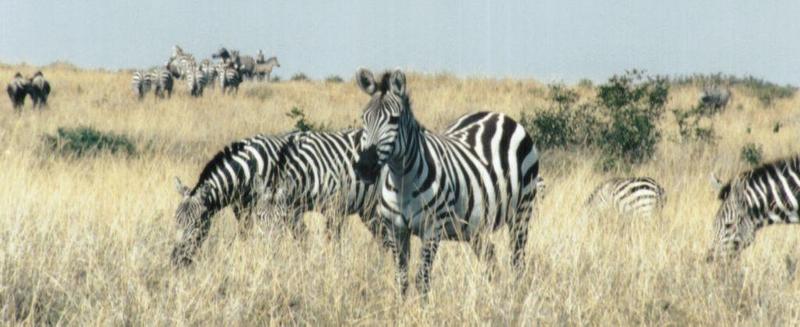 Dn-a0971-Plains Zebras-by Darren New.jpg