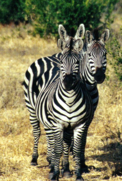 Dn-a0972-Plains Zebras-by Darren New.jpg