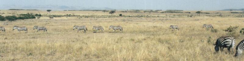 Dn-a0973-Plains Zebras-by Darren New.jpg