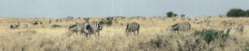 Dn-a0974-Plains Zebras-by Darren New.jpg