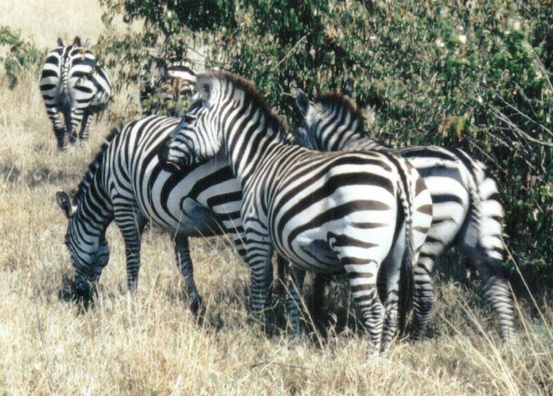 Dn-a0975-Plains Zebras-by Darren New.jpg