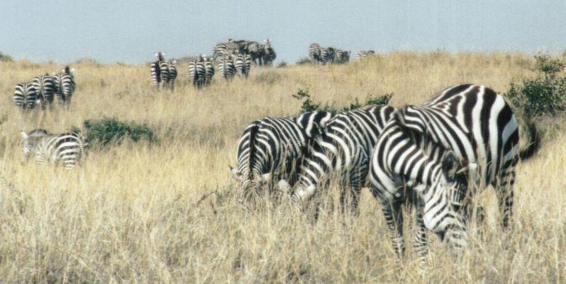 Dn-a0976-Plains Zebras-by Darren New.jpg
