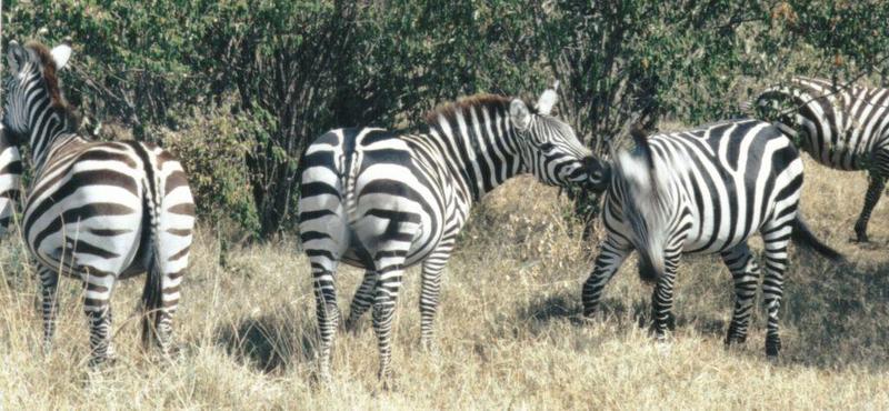 Dn-a0977-Plains Zebras-by Darren New.jpg