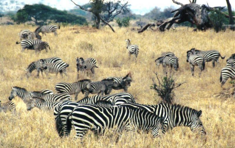 Dn-a0982-Plains Zebras-by Darren New.jpg