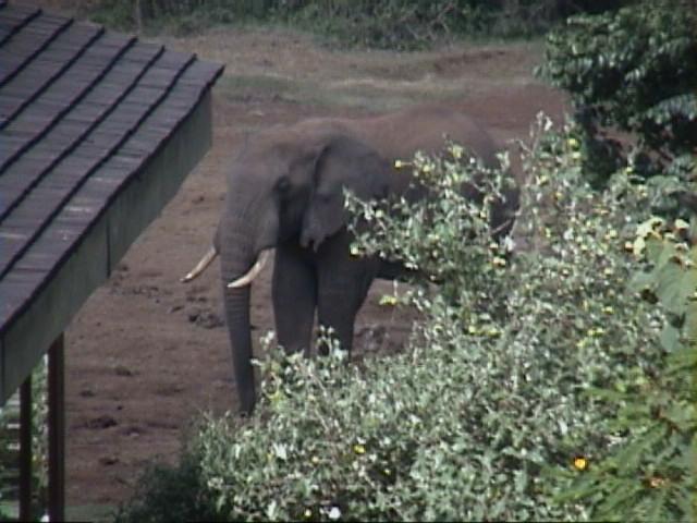 Dn-a1043-African Elephant-by Darren New.jpg