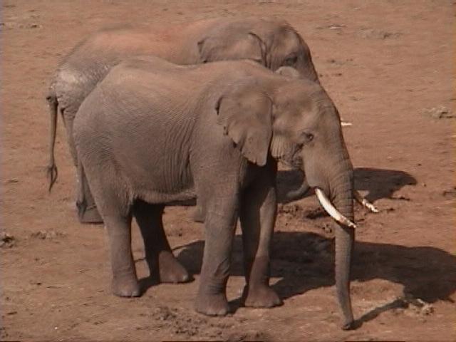 Dn-a1044-African Elephants-by Darren New.jpg