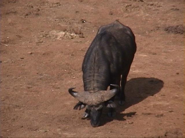 Dn-a1045-Cape Buffalo-by Darren New.jpg