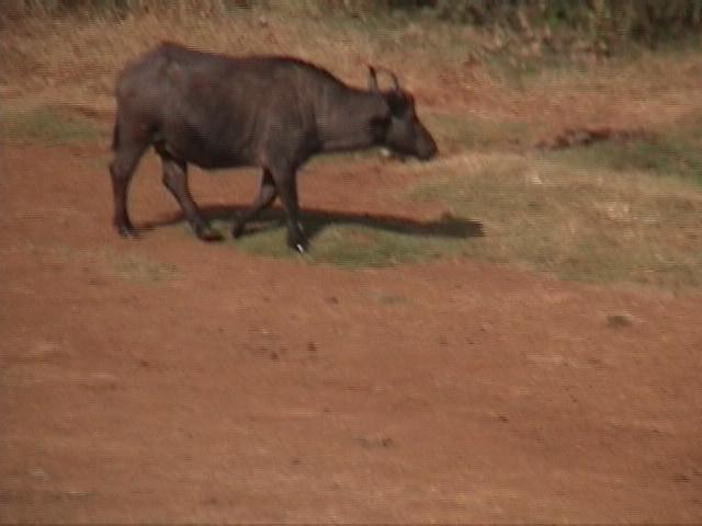 Dn-a1046-Cape Buffalo-by Darren New.jpg