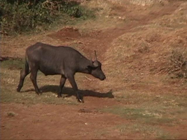 Dn-a1047-Cape Buffalo-by Darren New.jpg