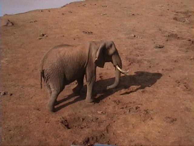 Dn-a1049-African Elephant-by Darren New.jpg