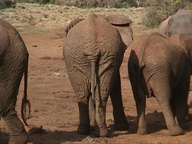 Dn-a1052-African Elephants-by Darren New.jpg