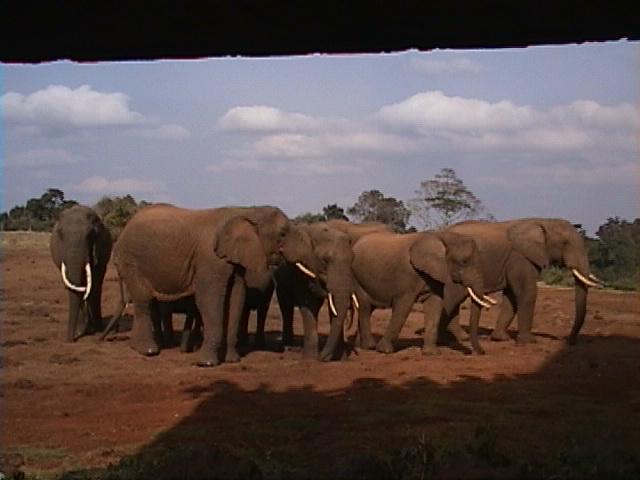 Dn-a1053-African Elephants-by Darren New.jpg