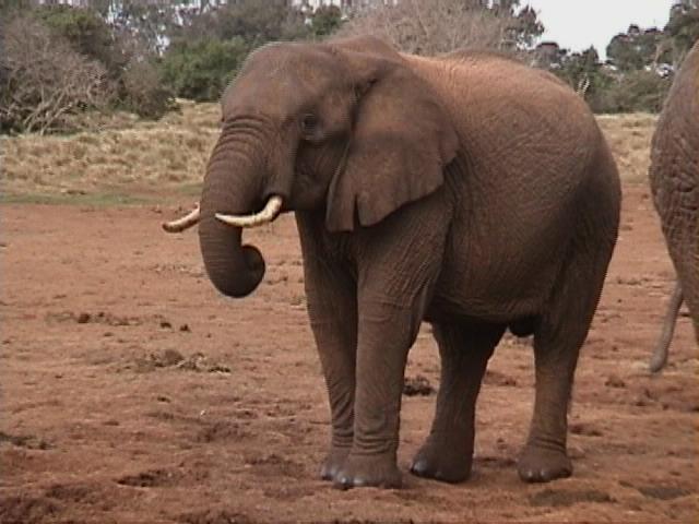 Dn-a1054-African Elephant-by Darren New.jpg