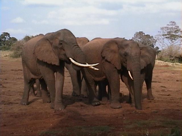 Dn-a1055-African Elephants-by Darren New.jpg