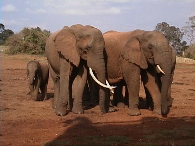 Dn-a1056-African Elephants-by Darren New.jpg