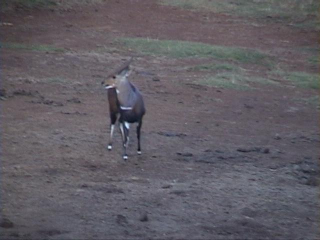 Dn-a1059-Blesbok Antelope-by Darren New.jpg