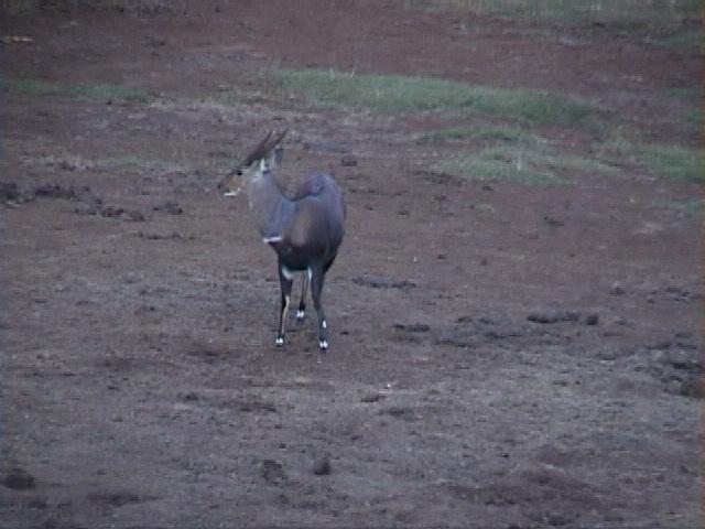 Dn-a1060-Blesbok Antelope-by Darren New.jpg