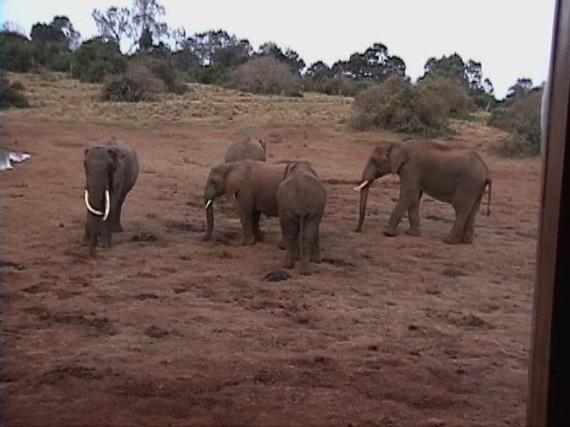 Dn-a1061-African Elephants-by Darren New.jpg