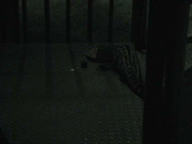 Dn-a1068-Gennet-by Darren New.jpg