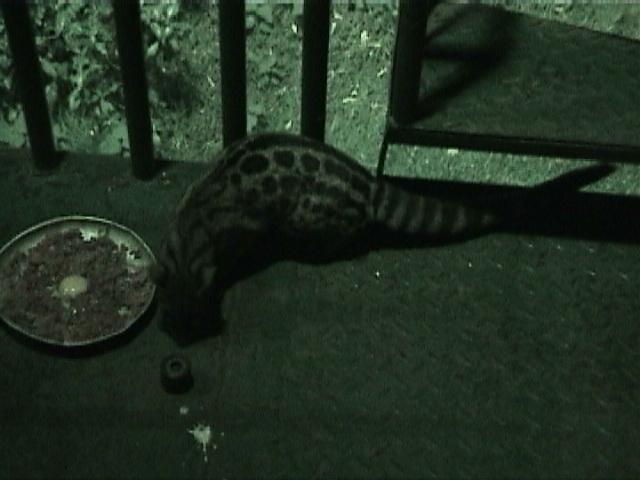 Dn-a1070-Gennet-by Darren New.jpg