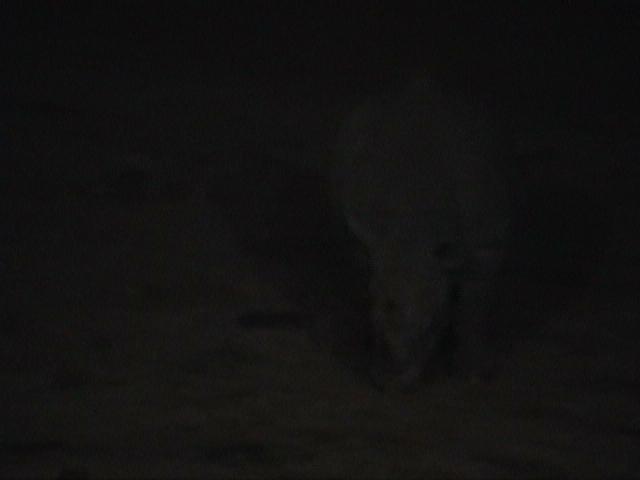 Dn-a1074-Rhino at night-by Darren New.jpg