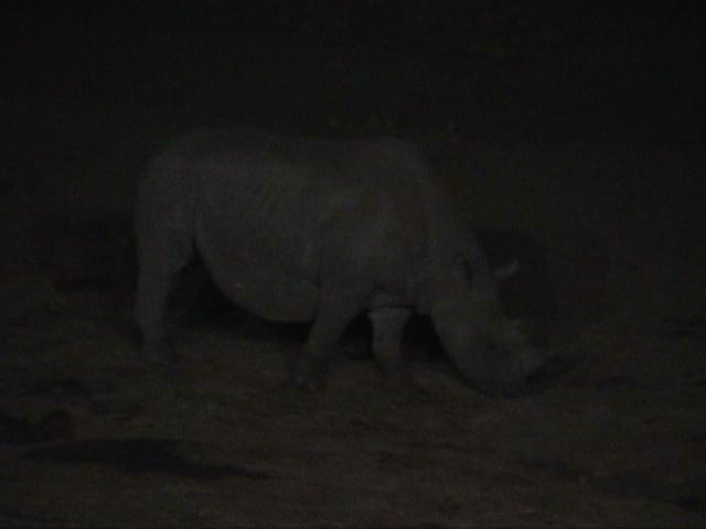 Dn-a1075-Rhino at night-by Darren New.jpg