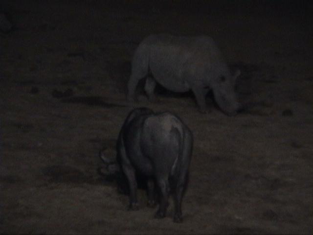 Dn-a1076-Rhino and buffalo-by Darren New.jpg