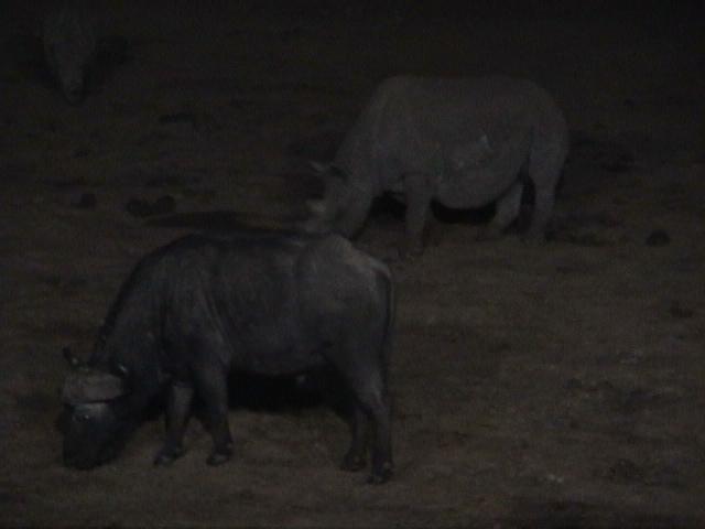 Dn-a1077-Rhino and buffalo-by Darren New.jpg