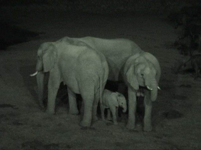 Dn-a1085-African Elephants-by Darren New.jpg
