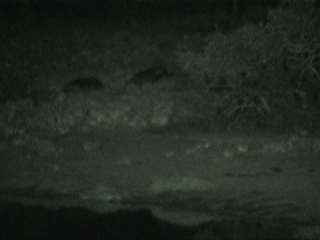 Dn-a1087-night-by Darren New.jpg