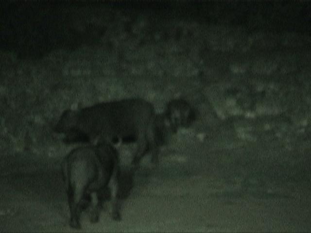 Dn-a1088-night-by Darren New.jpg