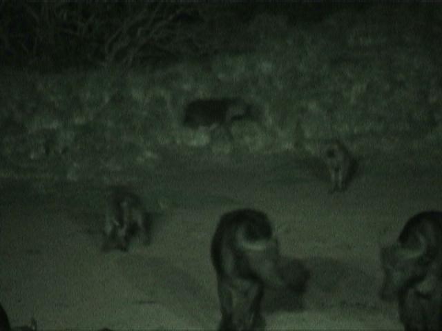 Dn-a1090-night-by Darren New.jpg