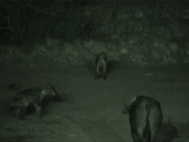 Dn-a1091-night-by Darren New.jpg