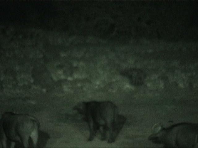 Dn-a1092-night-by Darren New.jpg