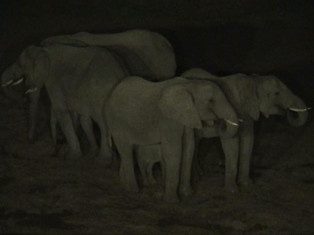 Dn-a1099-African Elephants-by Darren New.jpg