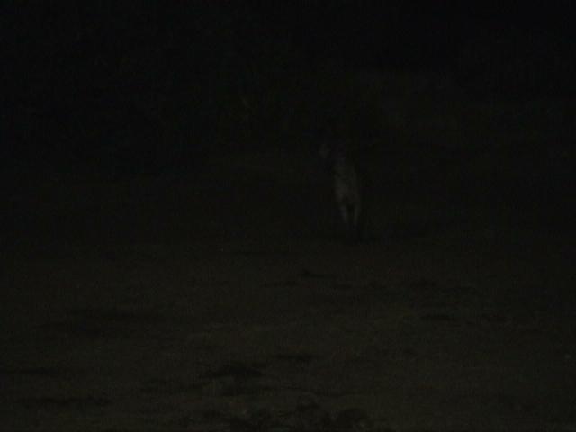 Dn-a1104-night-by Darren New.jpg