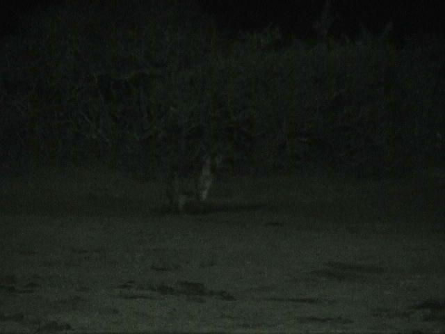 Dn-a1105-night-by Darren New.jpg