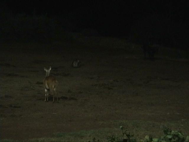 Dn-a1106-night-by Darren New.jpg