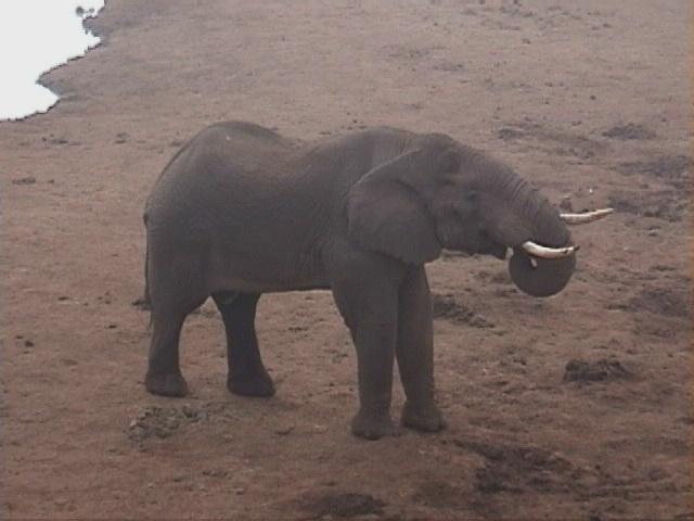 Dn-a1118-African Elephants-by Darren New.jpg