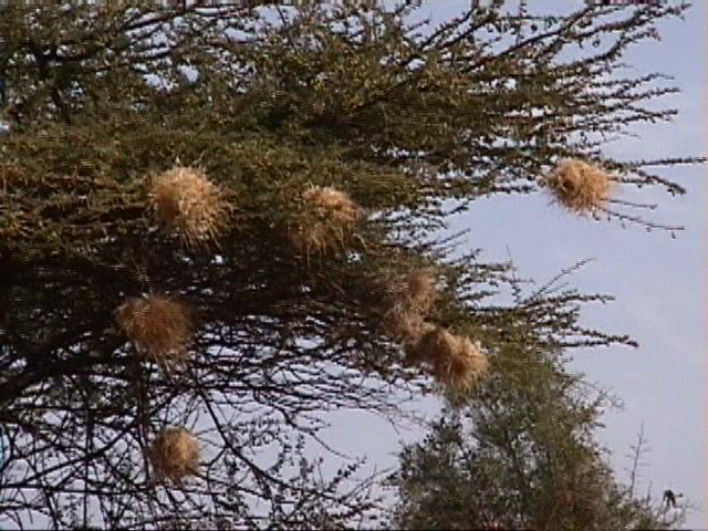 Dn-a1130-Weaverbird nests-by Darren New.jpg