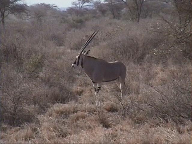 Dn-a1135-Oryx Antelope-by Darren New.jpg