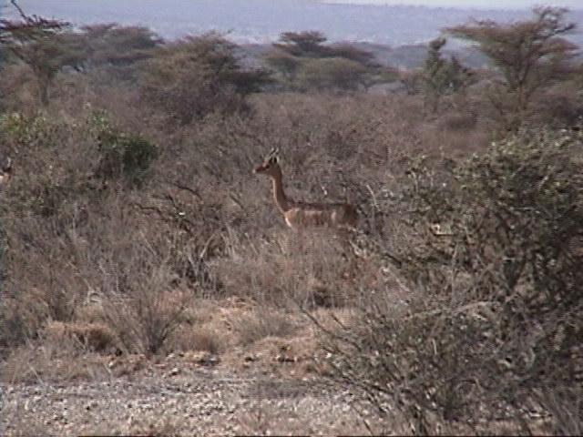 Dn-a1137-Gerenuk-by Darren New.jpg