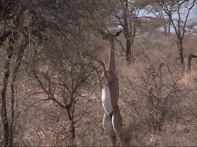 Dn-a1142-Gerenuk-by Darren New.jpg