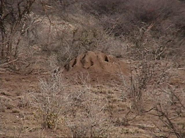 Dn-a1143-Termite Mound-by Darren New.jpg