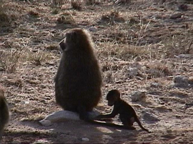 Dn-a1144-Baboons-by Darren New.jpg