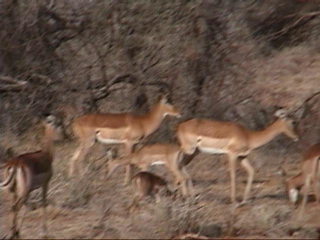 Dn-a1149-Impala Antelopes-by Darren New.jpg