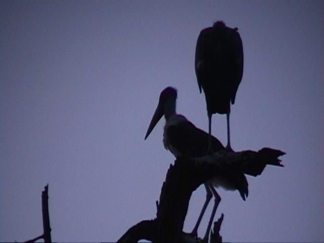 Dn-a1160-Marabou Storks-by Darren New.jpg